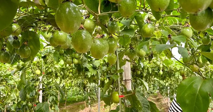 百香果6月快速生长期，这5个管理细节别忽视
