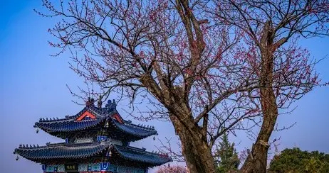 央视再次聚焦南京！早梅提前绽放，600岁梅王迎花期