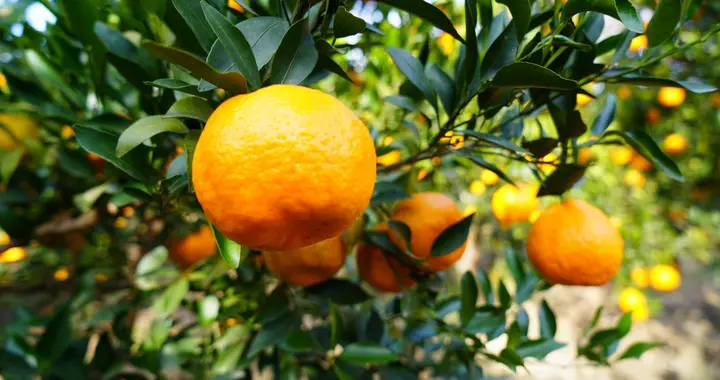 12月柑橘采后管理：恢复树势、防虫防冻的关键操作