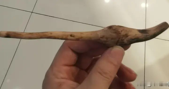 桃花心木树瘤阿拉丁神灯