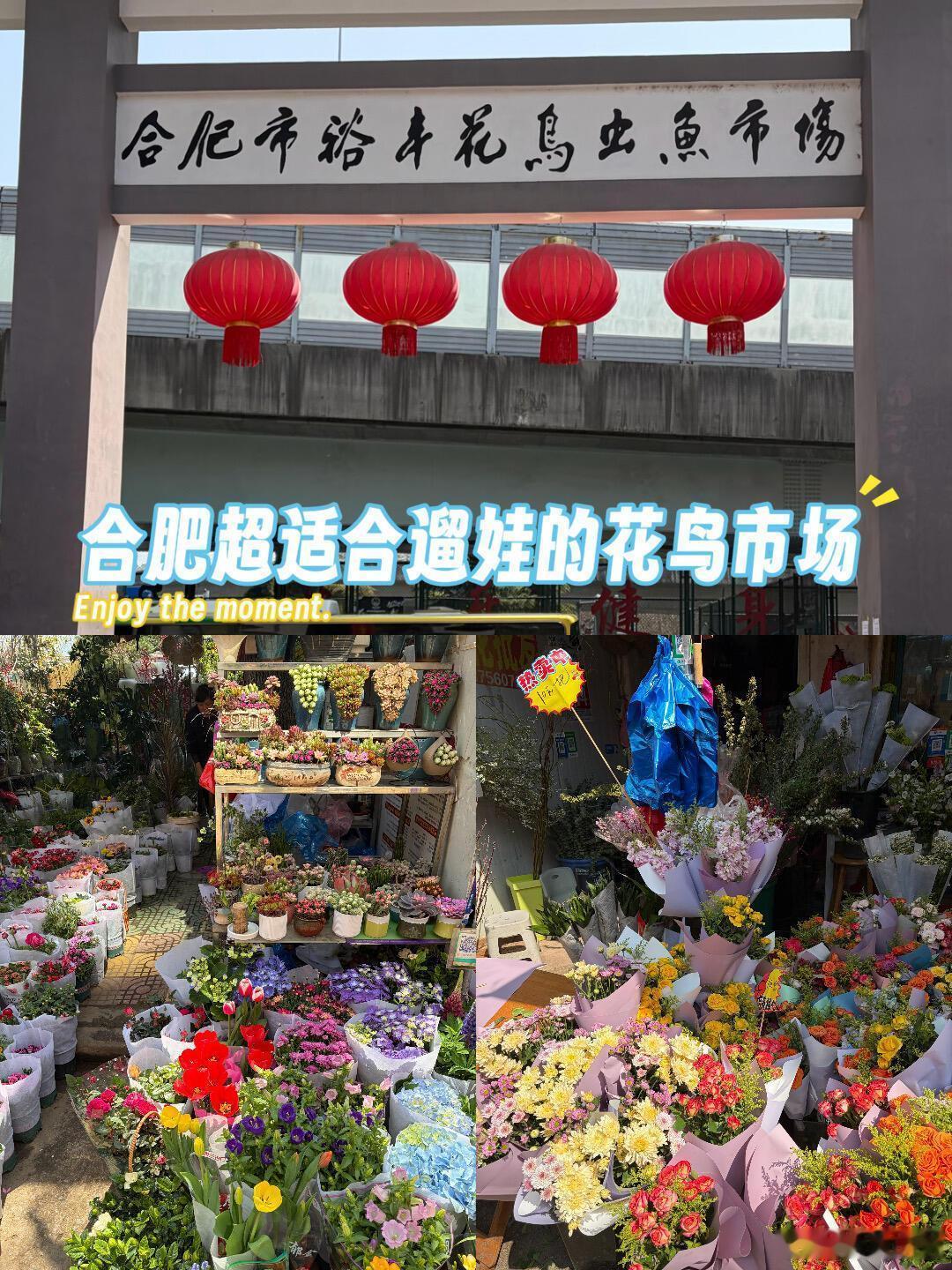 合肥超适合遛娃的花鸟市场——裕丰花市❗️📍裕丰花市位于合肥市瑶海区屯...