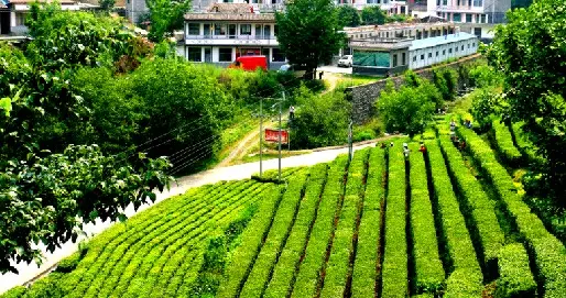 《数智赋能，传统乡村的产业革新》