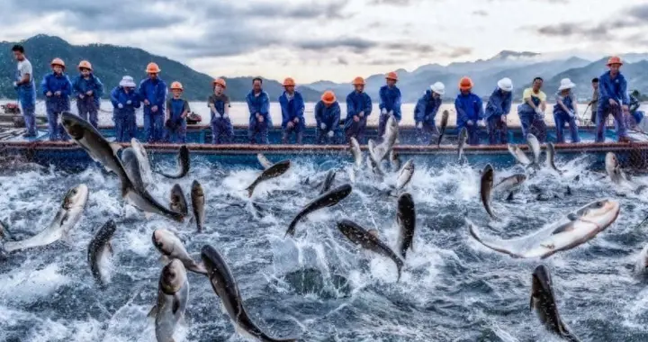 千岛湖困局未彻底解决：鲢鳙放养60多年，“保水鱼”保住了什么？