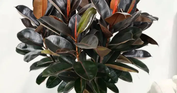 橡皮树拯救黄叶全攻略：7天复绿不烂根