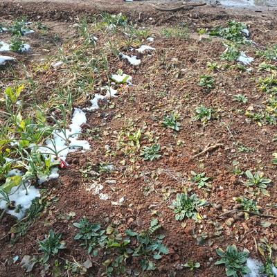 一叶一花：这一场大暴雨，农民靠天吃饭，工