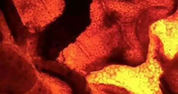 神秘文玩角雕牌子，打灯通红很神奇？