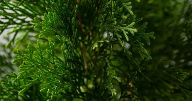 鲜侧柏叶民间煎汤止咳小妙方：传统智慧与现代养生的深度融合