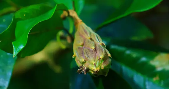 全国不足200株！是国家极度濒危二级保护植物，25年云南发现62株