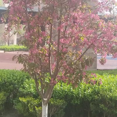 三十六子：昨晚下了一夜的雨 今天的晨跑很