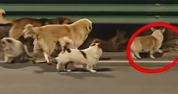 大反转！长春七只狗狗逃亡的真相来了，德牧犬没有受伤，网友破防