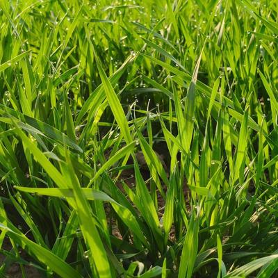 心安然：回老家就是最好的心理医生，不用刻