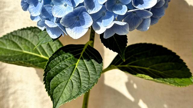 林中小憩听蝉鸣：一位医生说， “如果你气