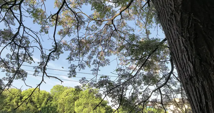 苦楝，苦恋！若闻到这股苦香，请停下脚步——那是故乡在叫你回家