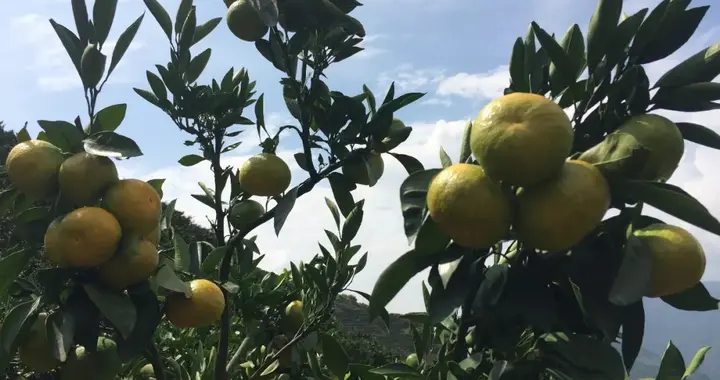 高尚人格的象征——屈原《橘颂》赏析