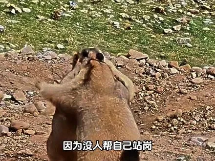 富贵	：	这	个	家	只有	我	在	用力	的	活着	！	！	！	 	-	 	抖	音