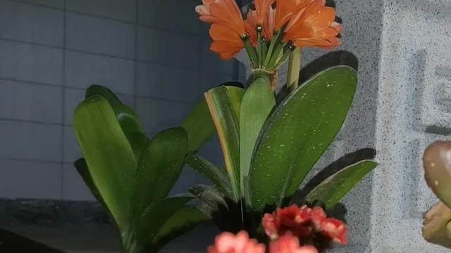 乐悠娱乐：，你坚持头条创作了吗