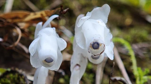 吃瓜小娱记：湖南邵阳的南山国家公园，可出