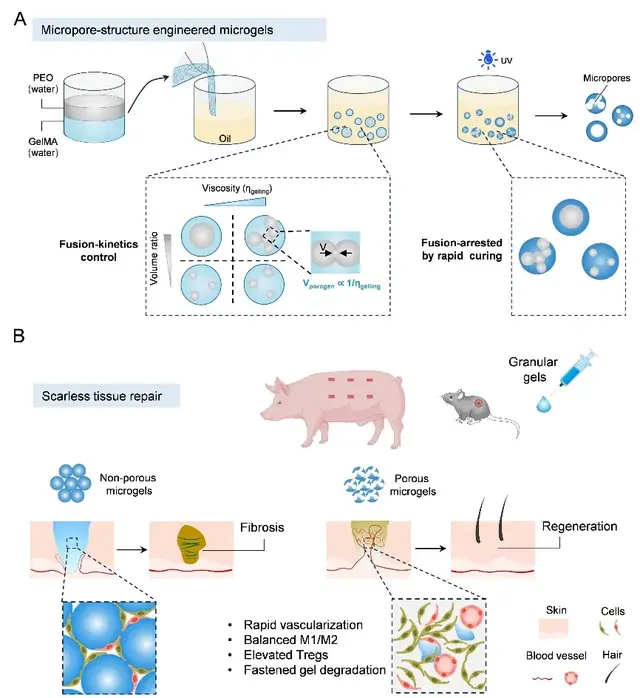 北航樊瑜波教授团队：水凝胶微孔结构精准调控实现无疤痕皮肤再生