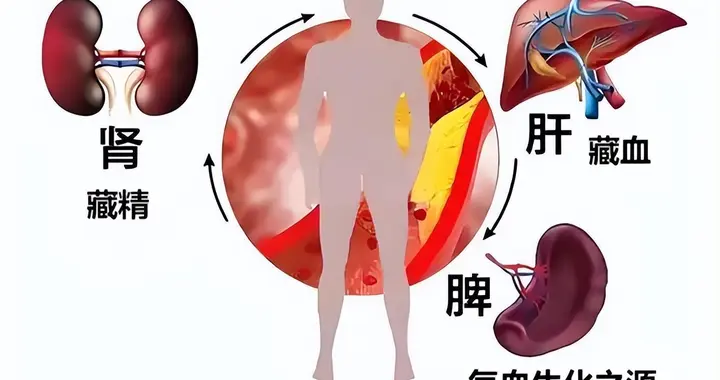 40岁后警惕精血亏虚！一个中成药，补肝健脾滋肾，精血足百病难侵
