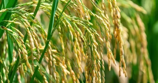 一级米水稻新品种“荃优1606”，大穗籼型杂交稻，种过的都说好