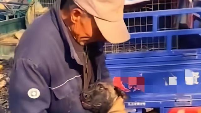 晨曦：看到一新闻:狗狗兢兢业业看护了两年