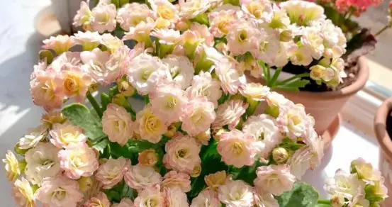 长寿花的四个坑：别再被它的名字骗了