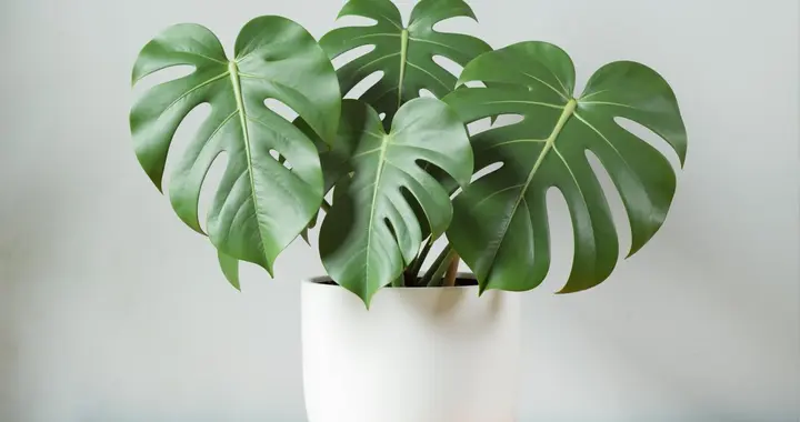 太冷养龟背竹的3个“关键”，叶子油绿发亮，长成茂盛小森林！