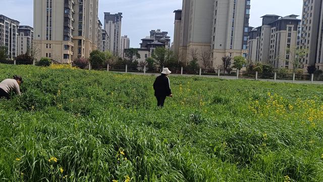 发财巴顿1g1C：上世纪80年代，邵宝玲