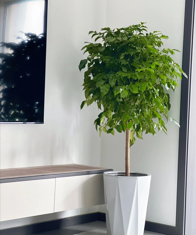 养了10年幸福树，我才明白：少浇水、多晒太阳，才能让它长新叶