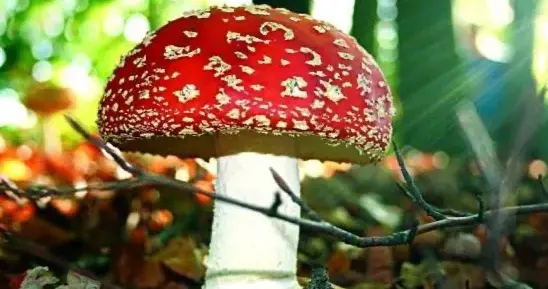 盲目相信AI，一家三口误食剧毒蘑菇，9岁男孩生命垂危