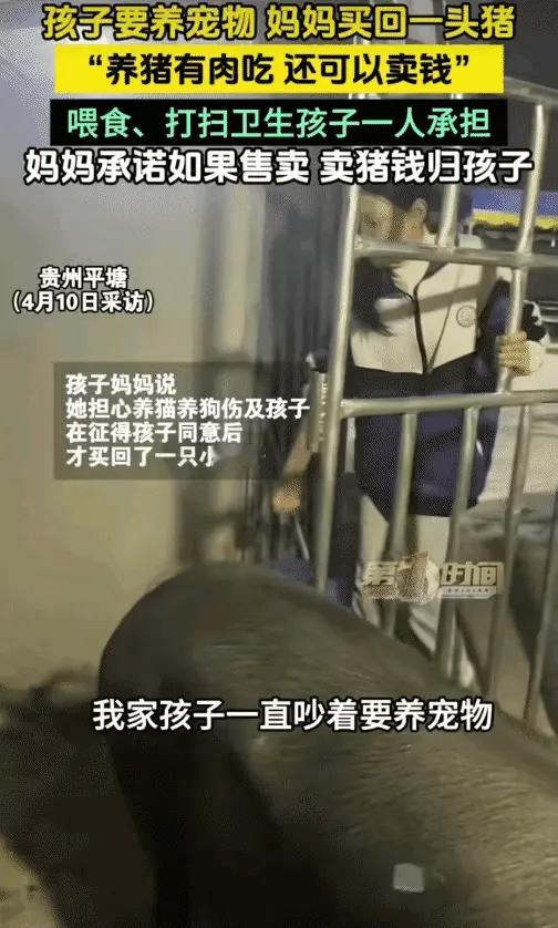 风雪夜归人：猪圈里教孩子算账，  养头猪