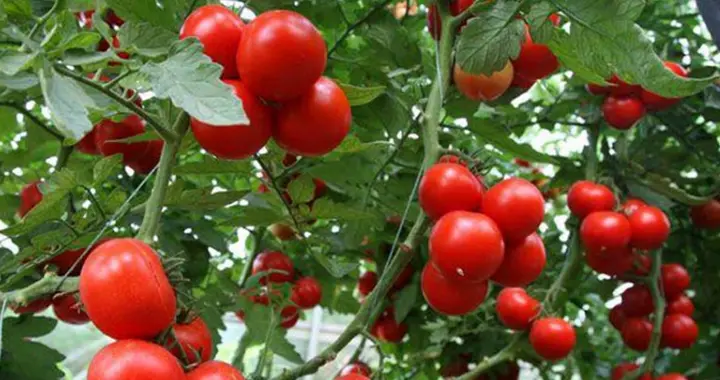 种植蔬菜，豆饼水，尿液、水肥这样用，效果绝对超乎你想象