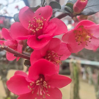 夕阳红265822816：春暖花开，鸟语