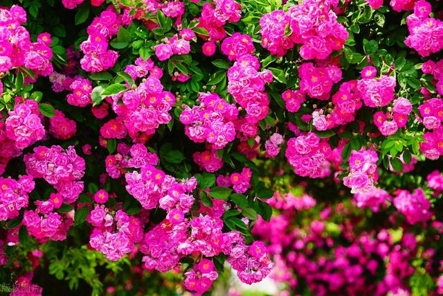 北京草桥如琢园：蔷薇花走廊下的城市浪漫秘境