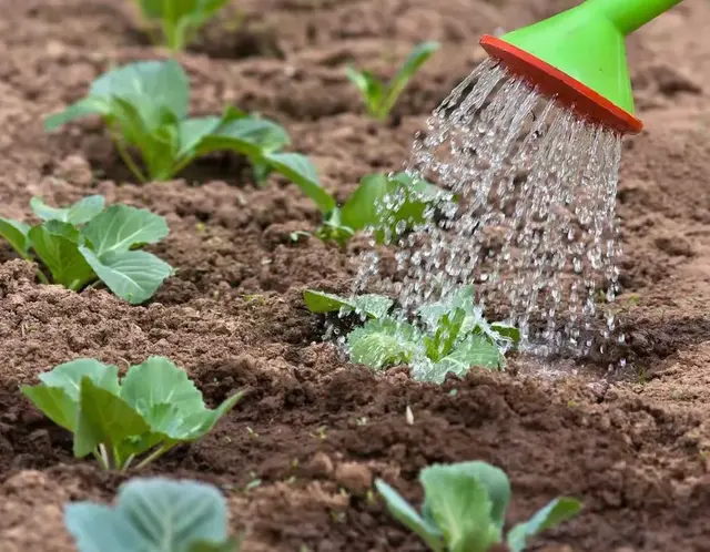 背阴地也能种好菜！7种耐阴蔬菜，光照不足照样种好菜，你知道吗
