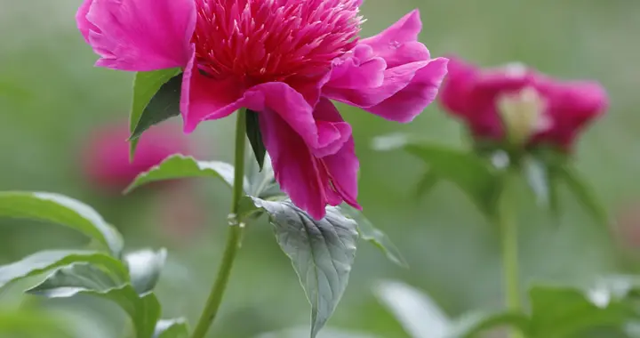 牡丹谢尽，芍药登场！初夏最美花相如约而至