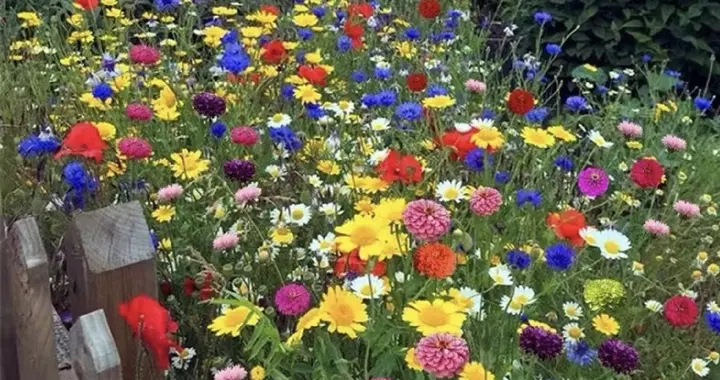 炸锅了！路边烂大街的野草竟被养成2800元天价！熬得住的人都赢了