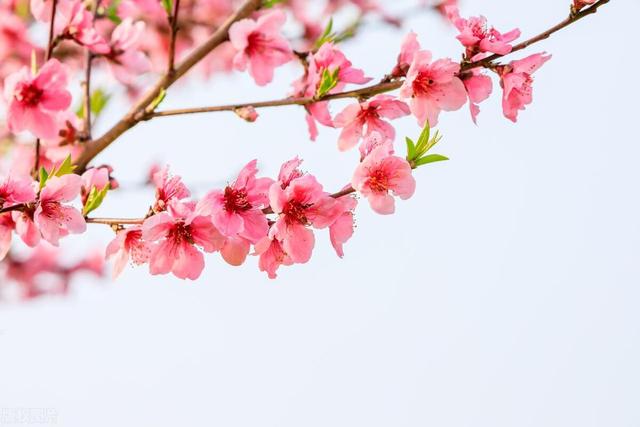 大班3月计划