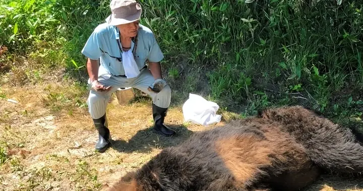 已致13死，出动自卫队，日本熊灾为何突然泛滥？
