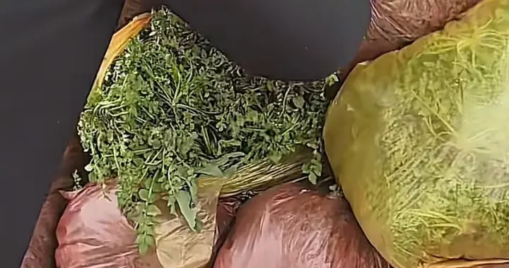 卫河旁上百人哄抢“免费野菜”，真相曝光：菜地是私人承包