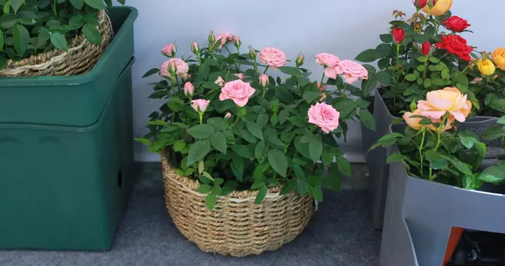 秋冬养花，花盆里埋一把它，长得壮，开花多！