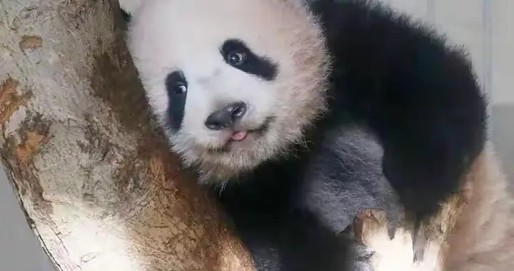 熊猫提前归国！日本53年"熊猫热"断档，高市早苗的算计被中方戳破