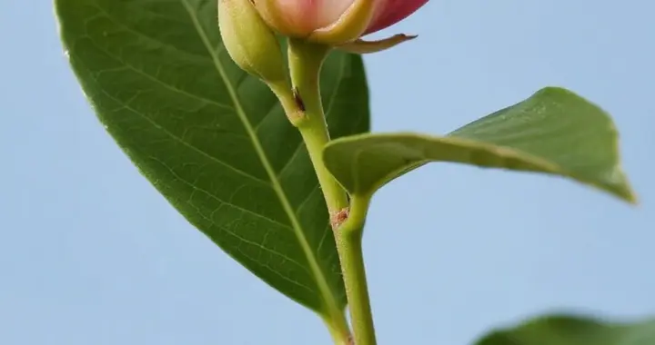 【中】草药系列290…辛夷