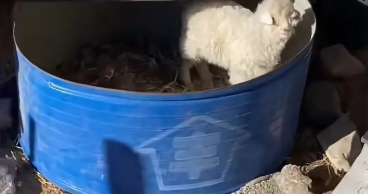 有人13万求购宁夏“戏精小羊”，不如当宠物养，还能带来更多收益