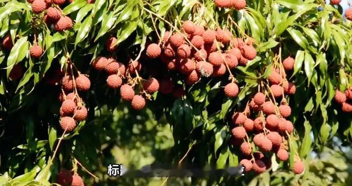 台风红霞过后国家拨付1亿驰援广东重建