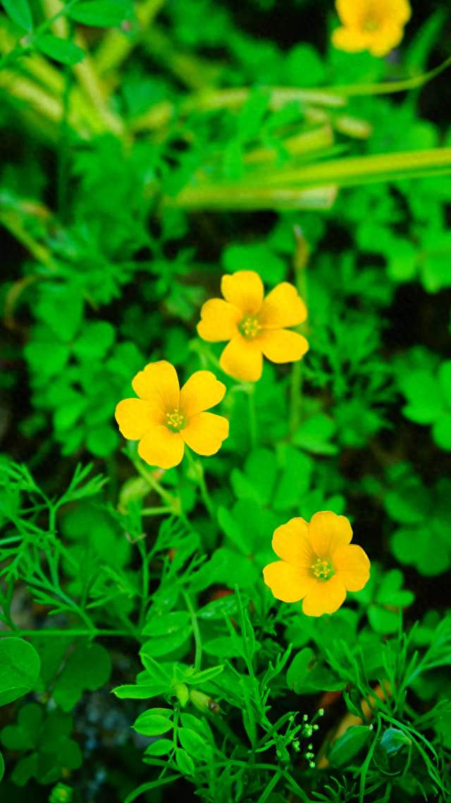 春天城市常见11种黄色小野花