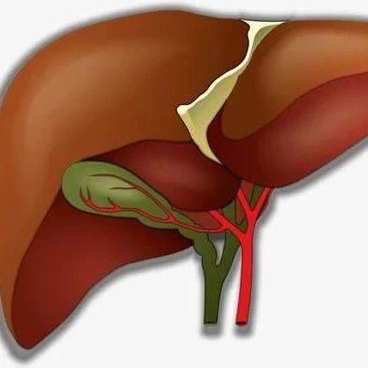 饮食|南方医科大学首次证实，限时少吃，显著降低脂肪肝