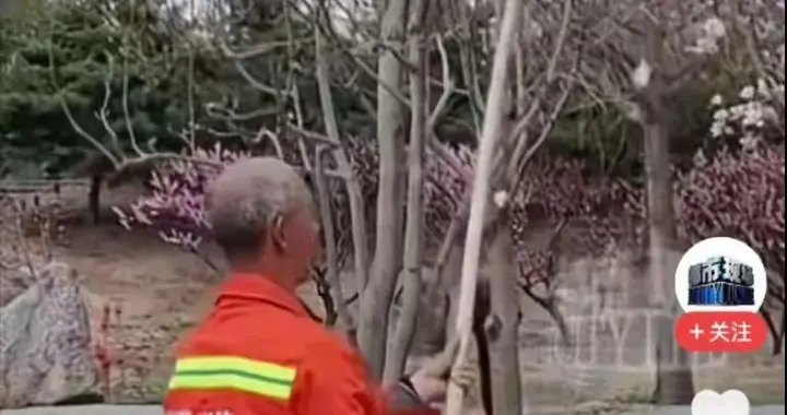 公园打花事件后续：保洁人员被开除，网友评论一针见血