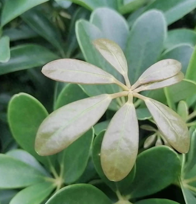 原以为鹅掌藤只是普通的绿化植物，没想到不仅能观赏，还能治病。