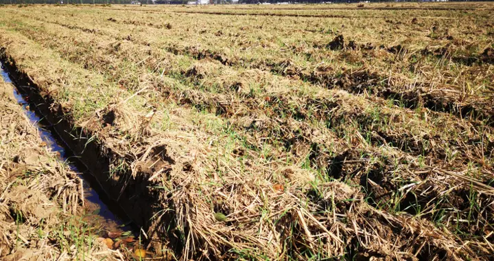 除草剂之氟噻草胺